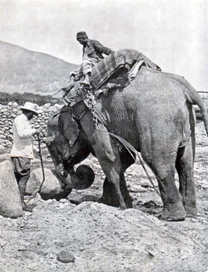 B4.afghan.elephant.story