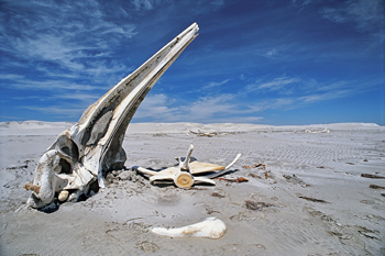 b1.mexico.bones.story