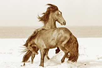 Canada’s Sable Island: Unspoiled Haven for Feral Horses