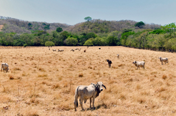 Weather Patterns Spell Grim Forecast for Central America