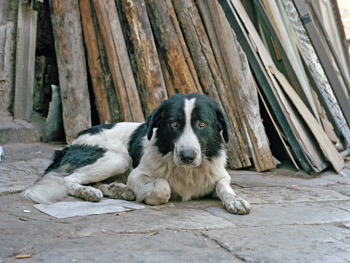 b1.charlotte.dumas.barney.story