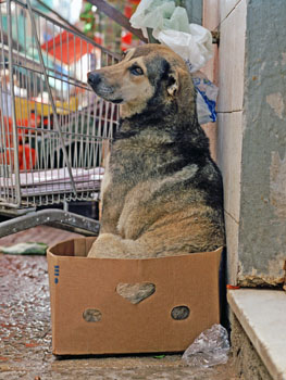 Dutch Artist Captures and Humanizes Inner Lives of Animals