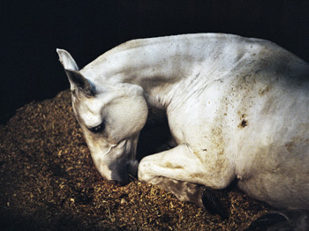 b1.charlotte.dumas.peter.story