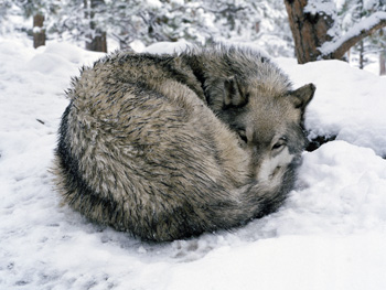 b1.charlotte.dumas.taza.story