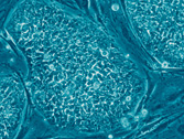 a7.medical.embryonic.stem.cells.home