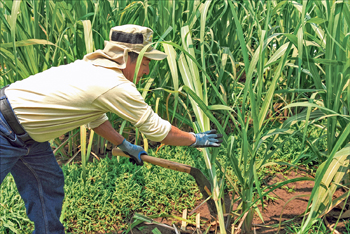 Productivity, Social Responsibility Drive Guatemalan Export Profits