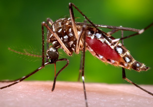 c1.mosquito.caribbean.spsec