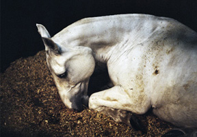 b1.charlotte.dumas.peter.spsec