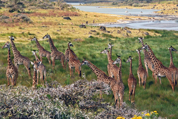 a2.tanzania.giraffes.story