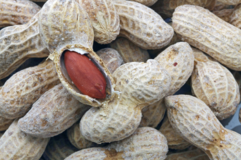 Gradual Exposure May Reduce Risk for Kids with Peanut Allergies