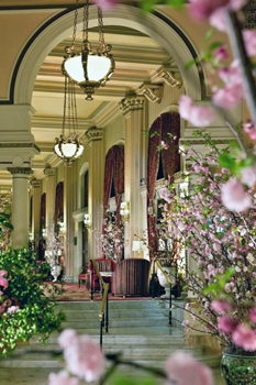 Cherry Blossoms Are Welcome Sight For Winter-Weary Washingtonians