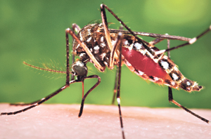 Chikun-What? Caribbean Grapples With Nasty Mosquito-Borne Virus