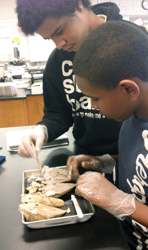 c1.stem.wheaton.dissect.story