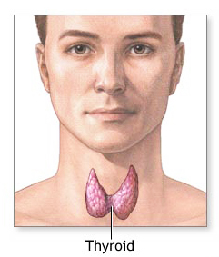 a7.medical.thyroid.illo.story