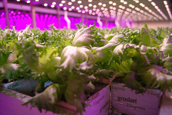 From Tomatoes to Parkinson’s, Dutch Innovation Inspires World