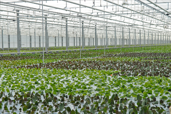 a4.dutch.orchids.greenhouse.story