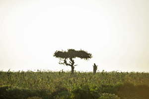 a4.syrian.rebels.tree.story