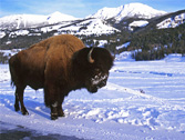 a8.digital.parks.bison.home
