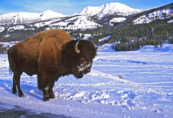 a8.digital.parks.bison.story