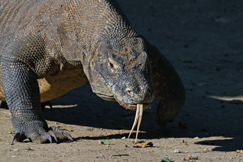 a6.diplomatic.gifts.komodo.dragon.story