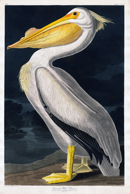 b1.american.prints.pelican.havell.story