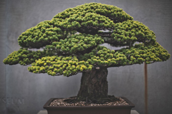 deadwood bonsai techniques Bonsai Deadwood by Francois Jeker main image 0