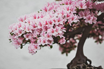 b4.bonsai.rhododendron.story