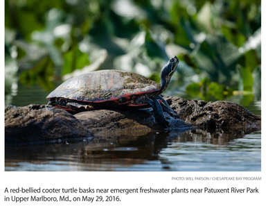 a7.waterways.turtle.story