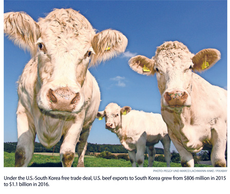 a4.korea.beef.cows.story