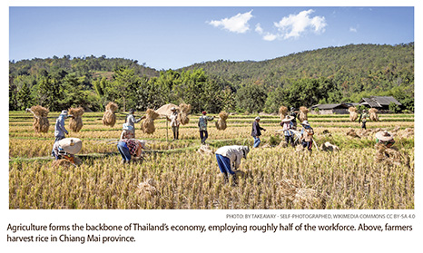 a5.thailand.agriculture.rice.story