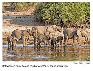 b2.spouses.botswana.newman.elephants.story