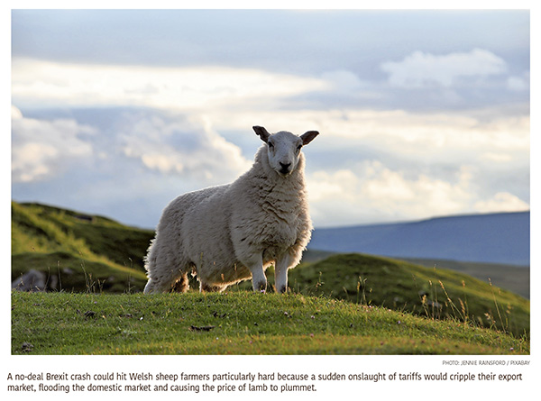 a2.brexit.sheep.market.story