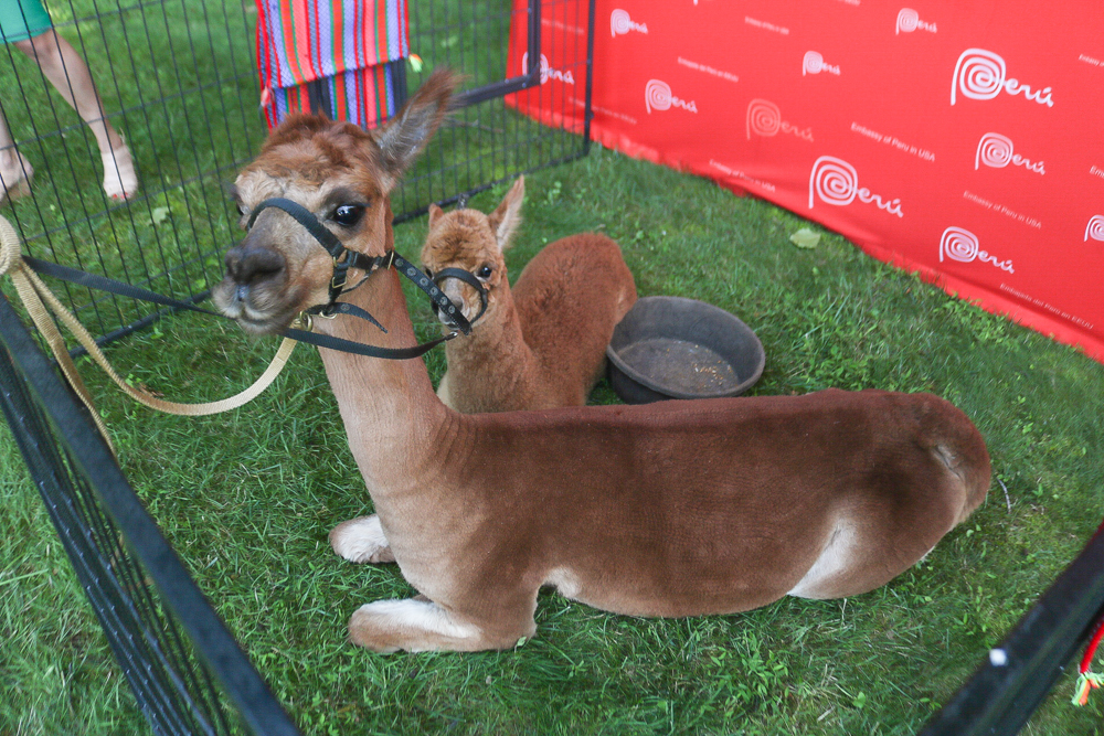 Peruvian Independence Day celebration